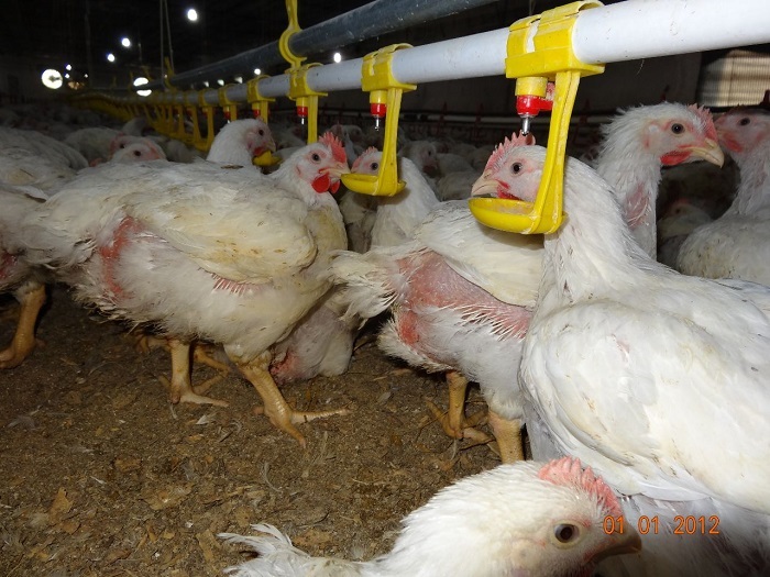 آگهی تجدید مزایده عمومی اجاره مجتمع پرورش مرغ گوشتی به ظرفیت 700/000  قطعه جوجه ریزی در هر دوره و کشتارگاه صنعتی طیور 