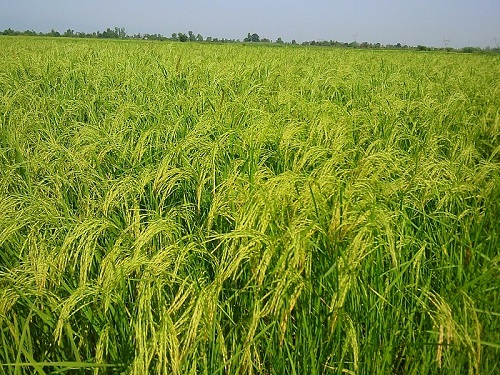 کشت برنج در 1400 هکتار از اراضی شالیکاری شرکت سهامی کشاورزی و دامپروری سفیدرود