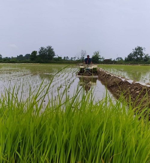 کشت برنج در 1400 هکتار از اراضی شالیکاری شرکت سهامی کشاورزی و دامپروری سفیدرود