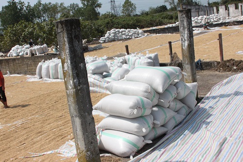 برداشت خوشه های زرین برنج از اراضی شالیکاری شرکت سهامی کشاورزی و دامپروری سفیدرود