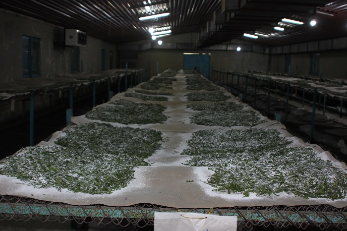 آغاز عملیات تولید تخم نوغان داخلی توسط شرکت سهامی کشاورزی و دامپروری سفیدرود