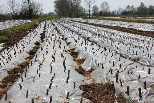 کاشت قلمه های اصلاح شده توت در قطعه 560 مزرعه پرند شرکت سفیدرود به منظور تولید نهال و توزیع در سطح کشور