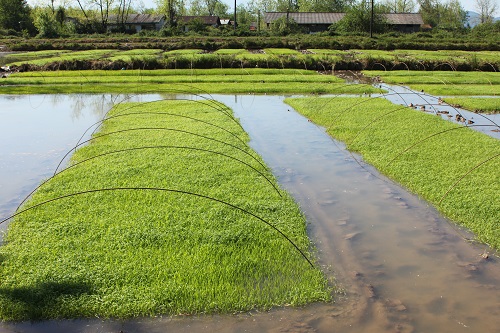 آماده سازی حدود 1400 هکتار از اراضی شالیکاری شرکت سفیدرود به منظور کشت ارقام برنج در سال کاهش تورم و رشد تولید