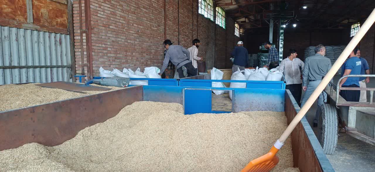 عملیات برداشت خوشه‌های طلایی برنج در ۱۴۰۰ هکتار از اراضی شالیزاری شرکت سفیدرود 