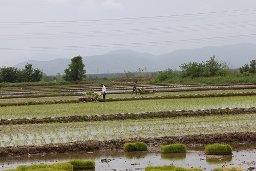 عملیات آماده سازی زمین ، خزانه گیری و نشاء برنج در 1400 هکتار از اراضی شالیکاری شرکت سفیدرود در سال زراعی جاری